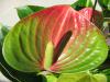 Anthurium