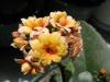 Kalanchoe