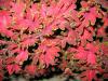 Coleus Yaprak Gzeli (blumei)