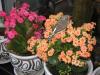 Kalanchoe