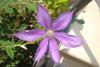 Clematis