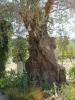 Yaşlı Zeytin Ağacı