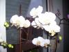 Annemin Beyaz Orkidesi