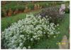 Alyssum