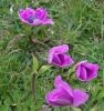 Anemone Coronaria