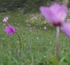 Anemone Coronaria