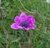 Anemone Coronaria