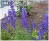 Campanula Persicifolia