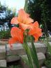Glayöl (gladiolus)