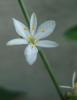 Kurdela çiçeği (chlorophytum Comosum)
