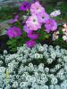 Petunia-alyssum