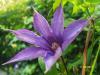 Clematis