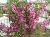 Weigela