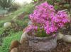 Uyku çiçeği-oxalis Articulata
