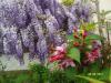 Wisteria Sinensis -weigela