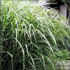 Miscanthus ( Zebrinus )