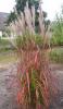 Miscanthus ( Sonbahar Atesi )