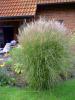 Miscanthus ( Gms Pskl )