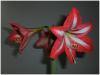 Krmz Beyaz Amaryllis