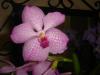 Vanda