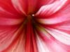 Amaryllis