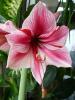 Amaryllis