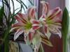 Amaryllis