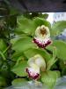 Cymbidium