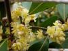 Defne(laurus L.)