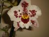 Odontoglossum Anna-claire