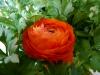 Ranunculus