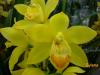 Cymbidium