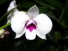 Dendrobium