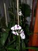 Dendrobium