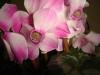 Cyclamen Coum