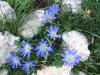 Anemone Blanda