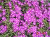 Mesembryanthemum hispidum
