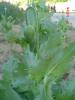 Papaver paeoniflorum, Katmerli bir Gelincik.