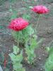 Papaver paeoniflorum, Katmerli bir Gelincik.