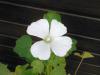 Lavatera Trimestris Nana