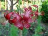 Bordo Lilium