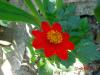 Dahlia (yıldız Çiçeği)