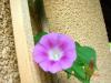 Eflatun Sabah Sefas (glory Morning)