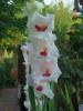 Glayl (gladiolus)