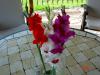 Glayl (gladiolus)