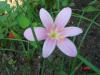 Zpkt (zephyranthes)