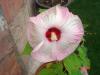 Hibiscus Luna Pink Swirl