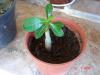 Adenium l Gl