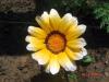 Gazania (gazanya)