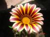 Gazania (gazanya)